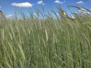Du blé pour aller à Avon-la-Pèze